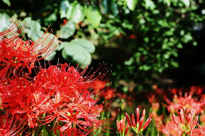 彼岸華　Ⅱ　＾＾）　　四季の泉公園（豊四季台）？_f0195711_15150058.jpg