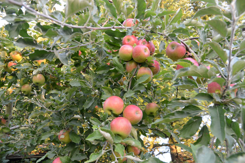 c0107129_410830.jpg