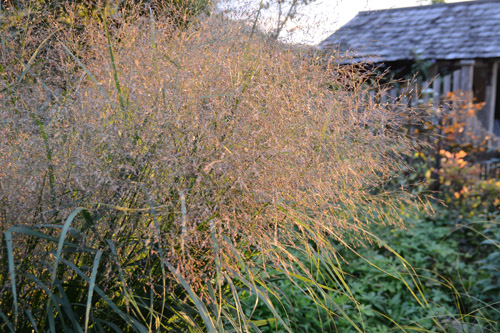 c0107129_493951.jpg
