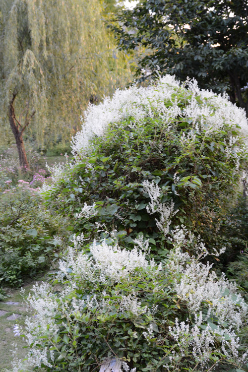 c0107129_495257.jpg