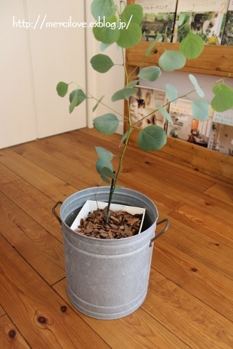 セリアで見つけたかわいい植木鉢 おすすめの植木鉢カバー Merci