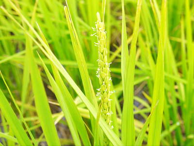 無農薬の『雑穀米』、『発芽玄米』 花咲く様子と雑穀米の稲穂 前編_a0254656_17315771.jpg