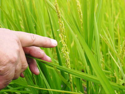 無農薬の『雑穀米』、『発芽玄米』 花咲く様子と雑穀米の稲穂 前編_a0254656_17411418.jpg