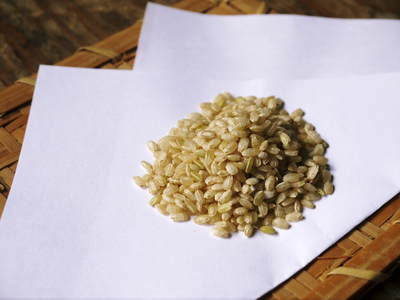 無農薬の『雑穀米』、『発芽玄米』 花咲く様子と雑穀米の稲穂 前編_a0254656_18245889.jpg