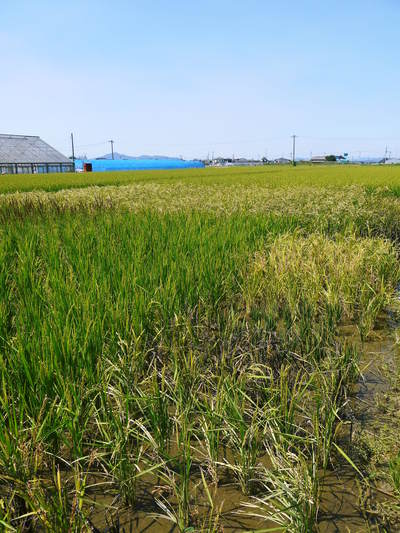 無農薬の『雑穀米』、『発芽玄米』 花咲く様子と雑穀米の稲穂 前編_a0254656_18293049.jpg
