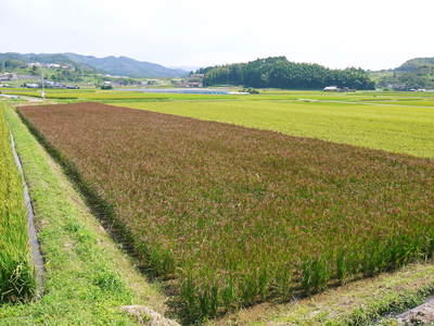 無農薬の『雑穀米』、『発芽玄米』 花咲く様子と雑穀米の稲穂 前編_a0254656_18542446.jpg