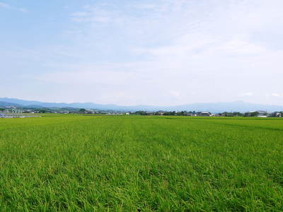 無農薬の『雑穀米』、『発芽玄米』 花咲く様子と雑穀米の稲穂 前編_a0254656_1895970.jpg