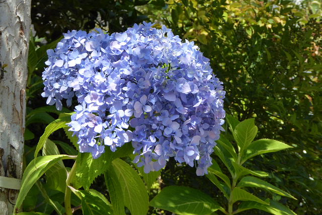 秋の空３、カリン、木槿、彼岸花、紫陽花、花水木、クレマチス、ヒメノウゼンカズラ、藤空木、フェイジョア_a0030958_235524.jpg