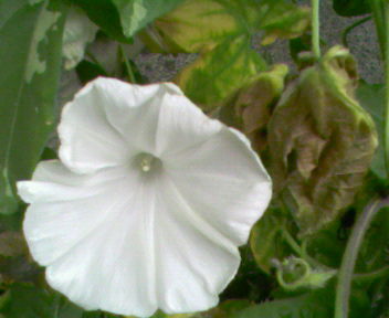 b0105259_1063847.jpg
