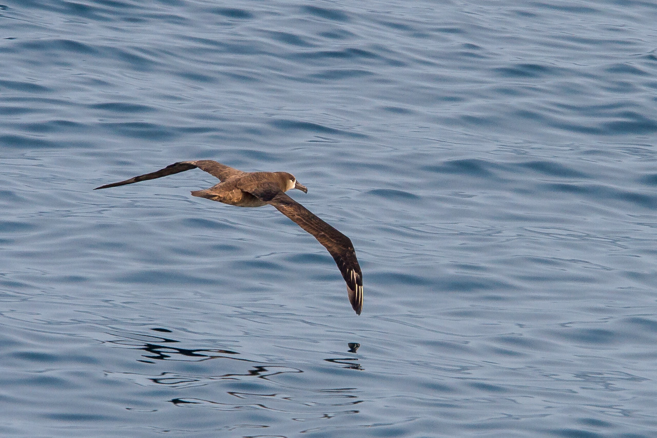 クロアシアホウドリ　　　北海道旅行その４８　　　苫小牧航路(往路)_a0052080_19344839.jpg