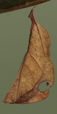 b0194593_5522574.jpg