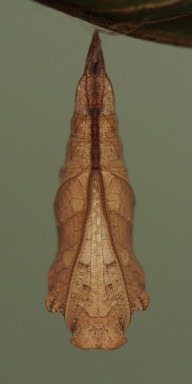 b0194593_5523798.jpg