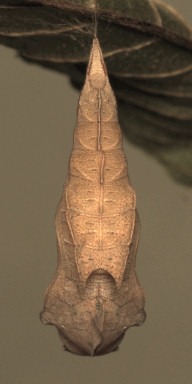 b0194593_552582.jpg