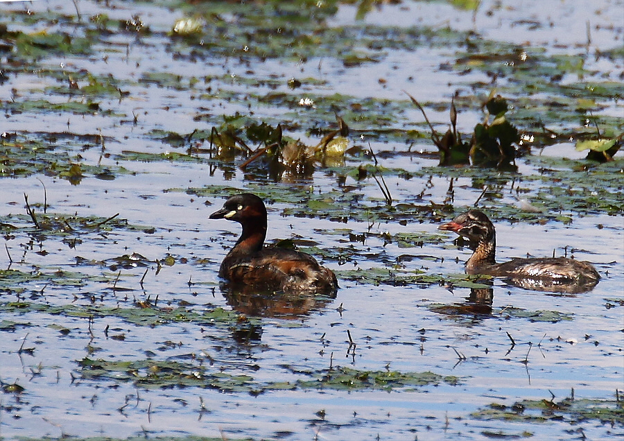 カイツブリの親子_c0113597_13393782.jpg