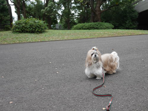 駒沢公園にお散歩&これ又不思議なご縁で_c0090198_1722933.jpg