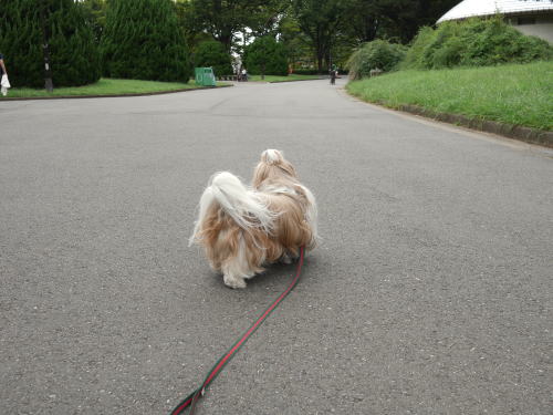 駒沢公園にお散歩&これ又不思議なご縁で_c0090198_177278.jpg