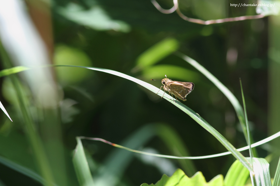 マツムシソウとアカセセリ_c0189013_6101935.jpg