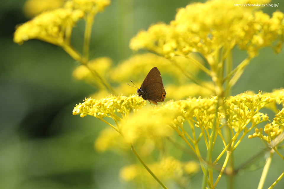 マツムシソウとアカセセリ_c0189013_6145877.jpg