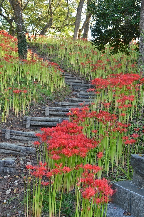 お彼岸近し 羽黒山公園の彼岸花は 栗駒山の里だより