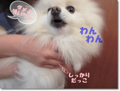 b0167519_12321766.gif