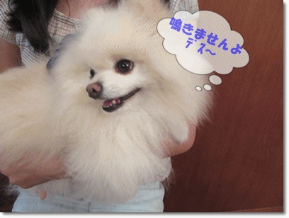 b0167519_12323111.gif