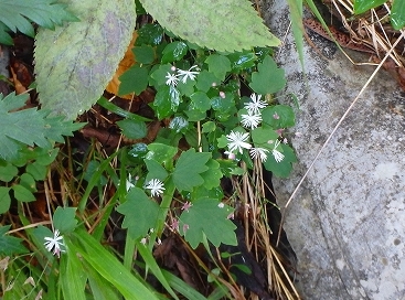 f0193521_8501670.jpg