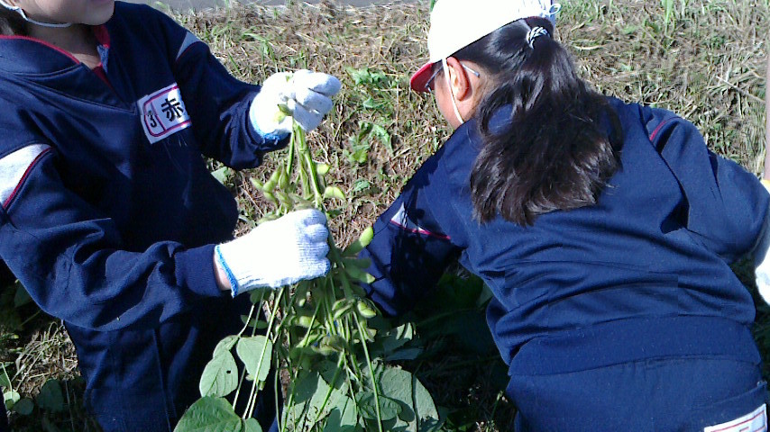 南中山小学校３年生の枝豆収穫_e0061225_10370803.jpg