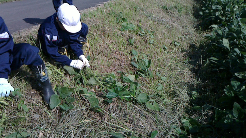 南中山小学校3年生の枝豆収穫_e0061225_10373787.jpg