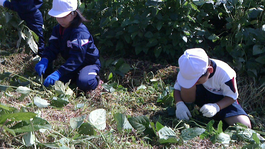 南中山小学校３年生の枝豆収穫_e0061225_10374768.jpg