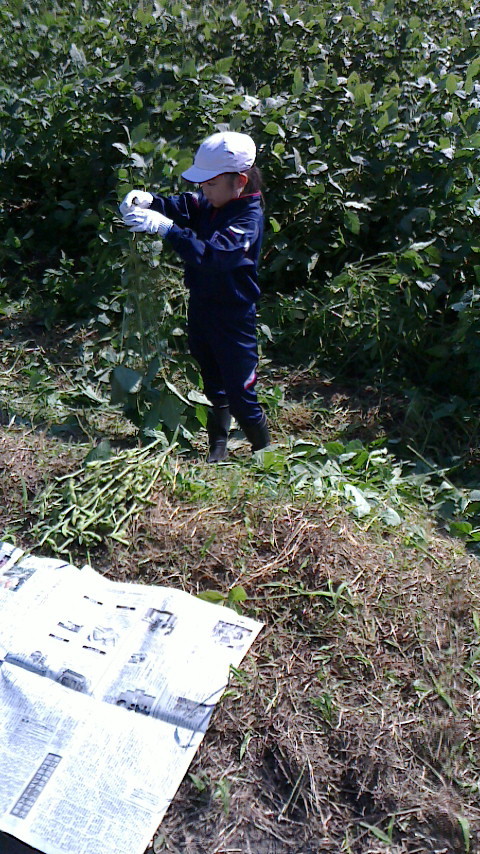 南中山小学校３年生の枝豆収穫_e0061225_10375859.jpg