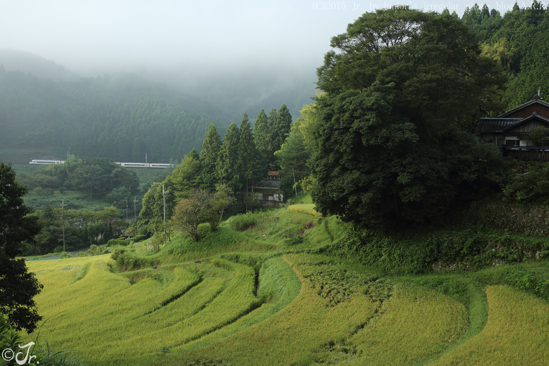 朝霧の里。_a0313234_17312560.jpg