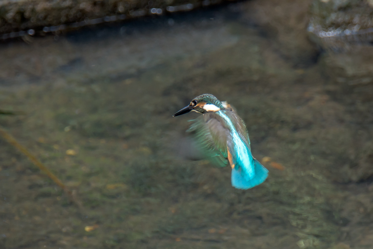 カワセミ幼鳥のホバリングと採餌_d0292540_23205981.jpg