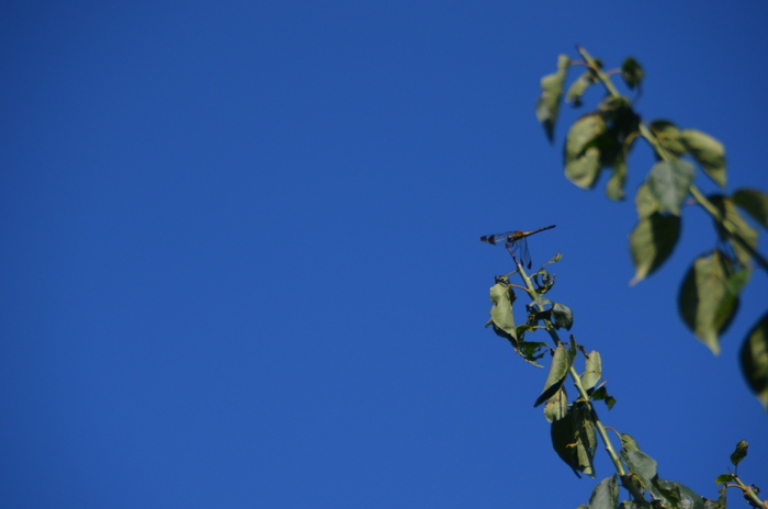 c0202242_13441476.jpg