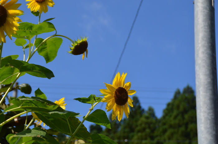 c0202242_13444779.jpg