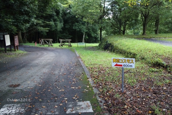 長岡のキバナコスモス~壬生わんぱく公園_e0227942_21394712.jpg