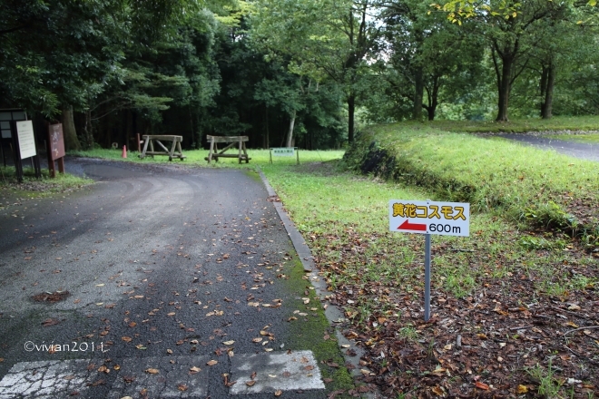 長岡のキバナコスモス～壬生わんぱく公園_e0227942_21394712.jpg