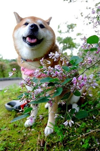 萩の花_b0314043_22072296.jpg