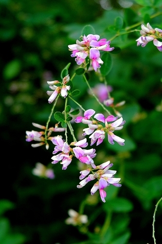 萩の花_b0314043_22073684.jpg