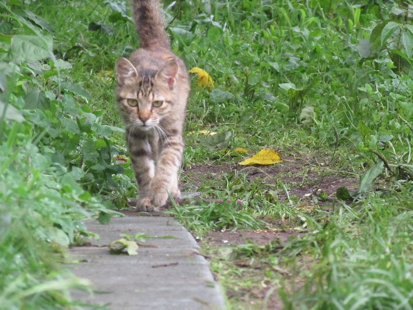 肩乗り猫 きつねこぱん