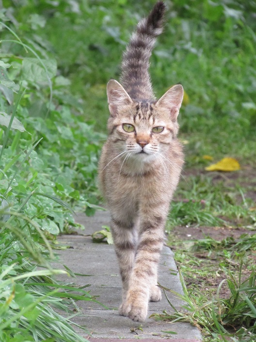 肩乗り猫 きつねこぱん