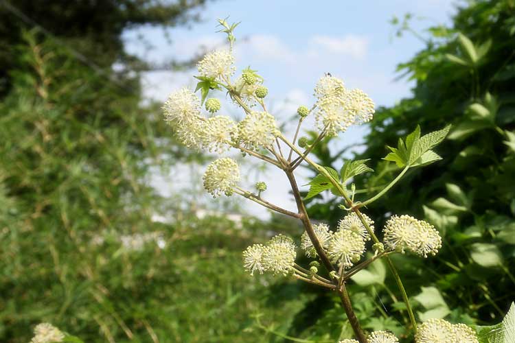 野良の白花三種_c0080352_12372322.jpg