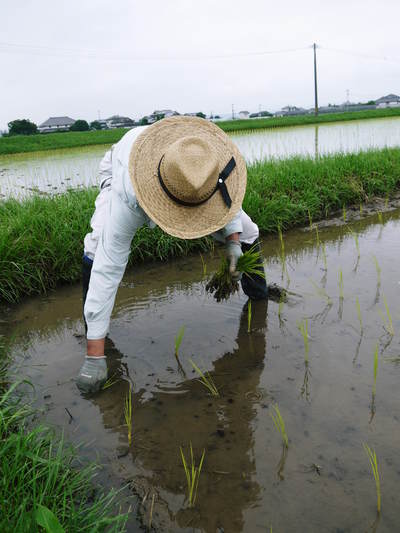 無農薬の『雑穀米』、『発芽玄米』 花咲く様子と雑穀米の稲穂 後編_a0254656_1632954.jpg