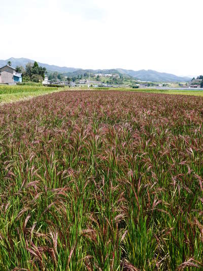 無農薬の『雑穀米』、『発芽玄米』　花咲く様子と雑穀米の稲穂　後編_a0254656_16342627.jpg