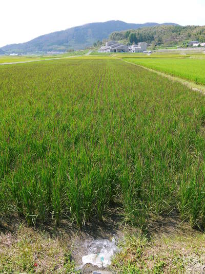 無農薬の『雑穀米』、『発芽玄米』 花咲く様子と雑穀米の稲穂 後編_a0254656_16431069.jpg