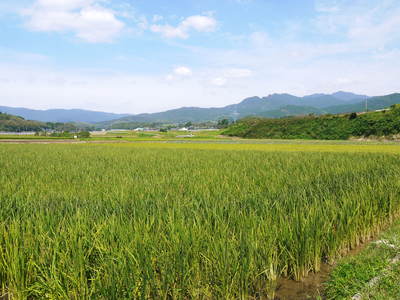 無農薬の『雑穀米』、『発芽玄米』　花咲く様子と雑穀米の稲穂　後編_a0254656_16481077.jpg