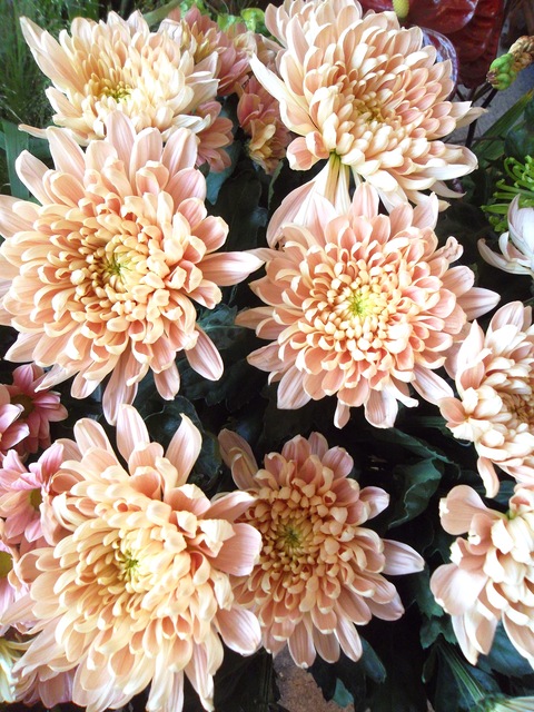 サーモンピンクの菊 Chiemiconi サーモンピンクの菊 Chiemiconi