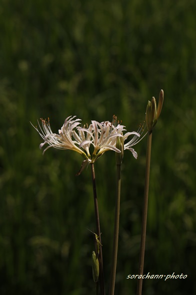 曼珠沙華_e0196465_15212141.jpg