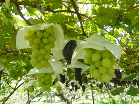 c0275667_0365536.jpg