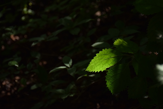 榛名高原自然観察 夏②　～磨墨峠～　2015_f0342371_8581543.jpg