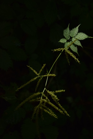 榛名高原自然観察 夏②　～磨墨峠～　2015_f0342371_858745.jpg